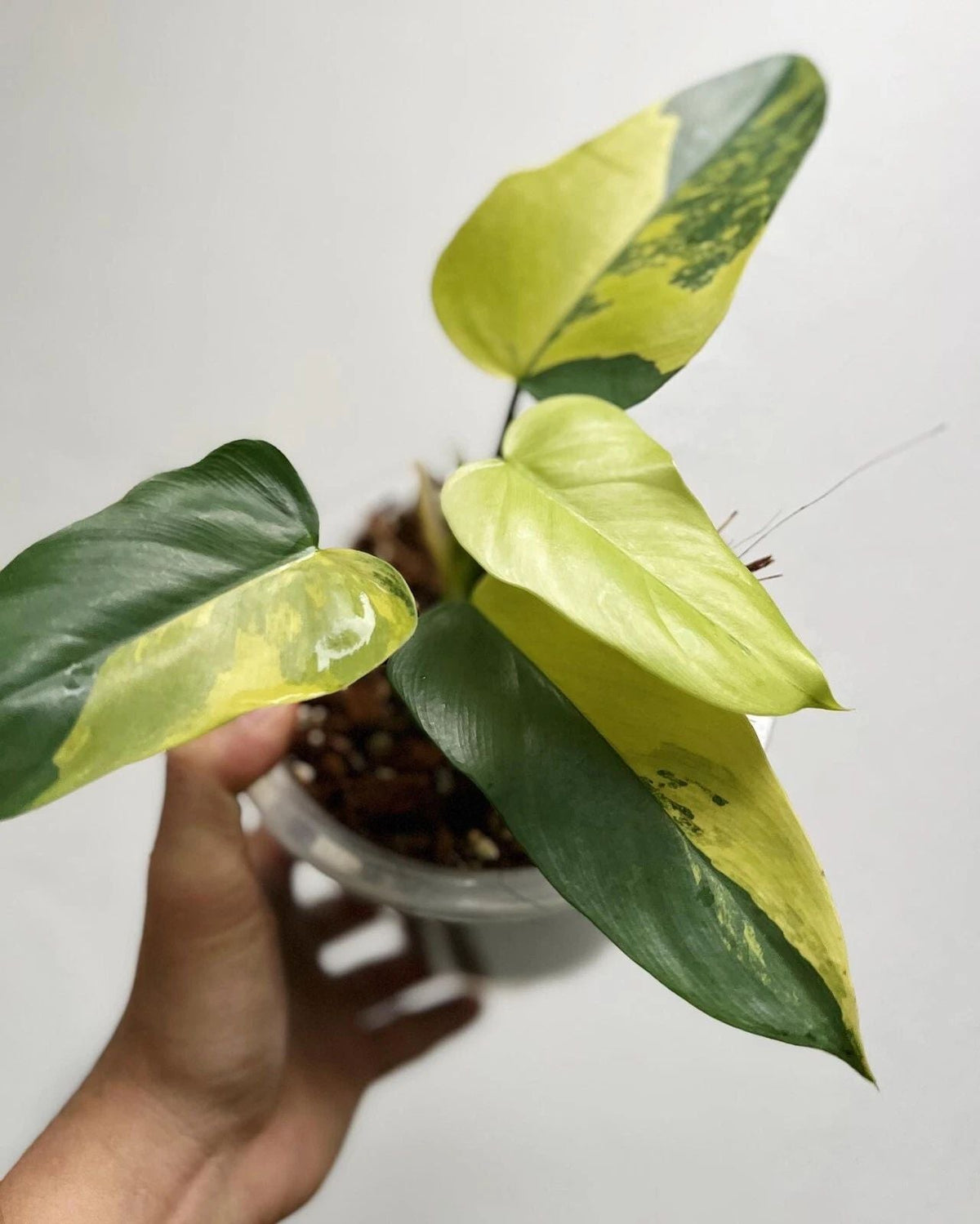 Aglaonema Cinderella – einzigartige tropische Zimmerpflanze