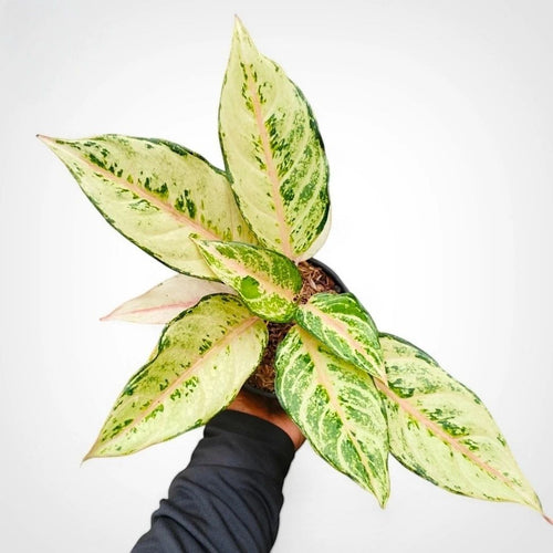 Aglaonema Cinderella – einzigartige tropische Zimmerpflanze