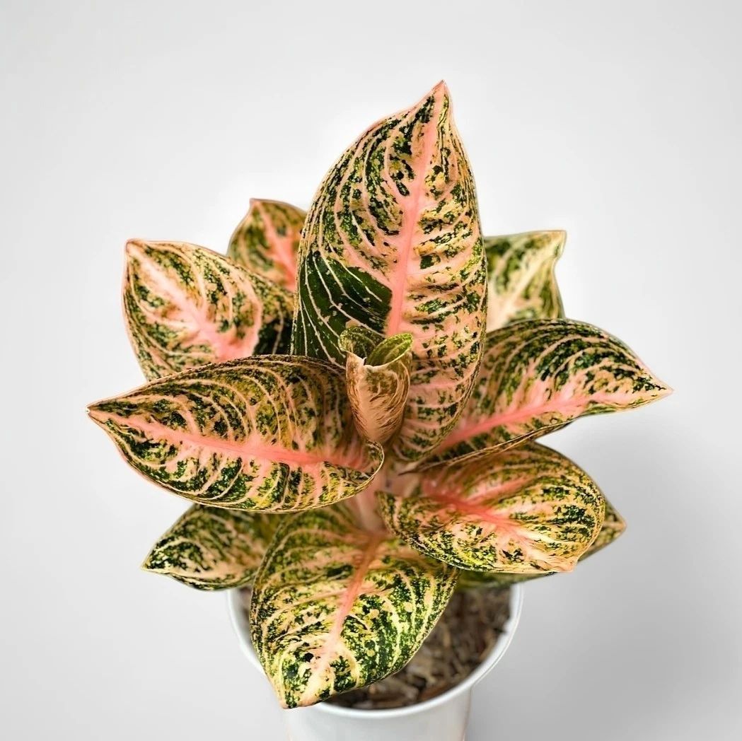 Aglaonema Widuri Orange – einzigartige tropische Zimmerpflanze