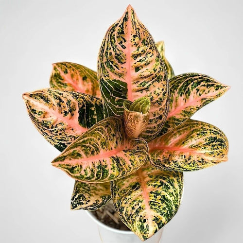 Aglaonema Widuri Orange – einzigartige tropische Zimmerpflanze