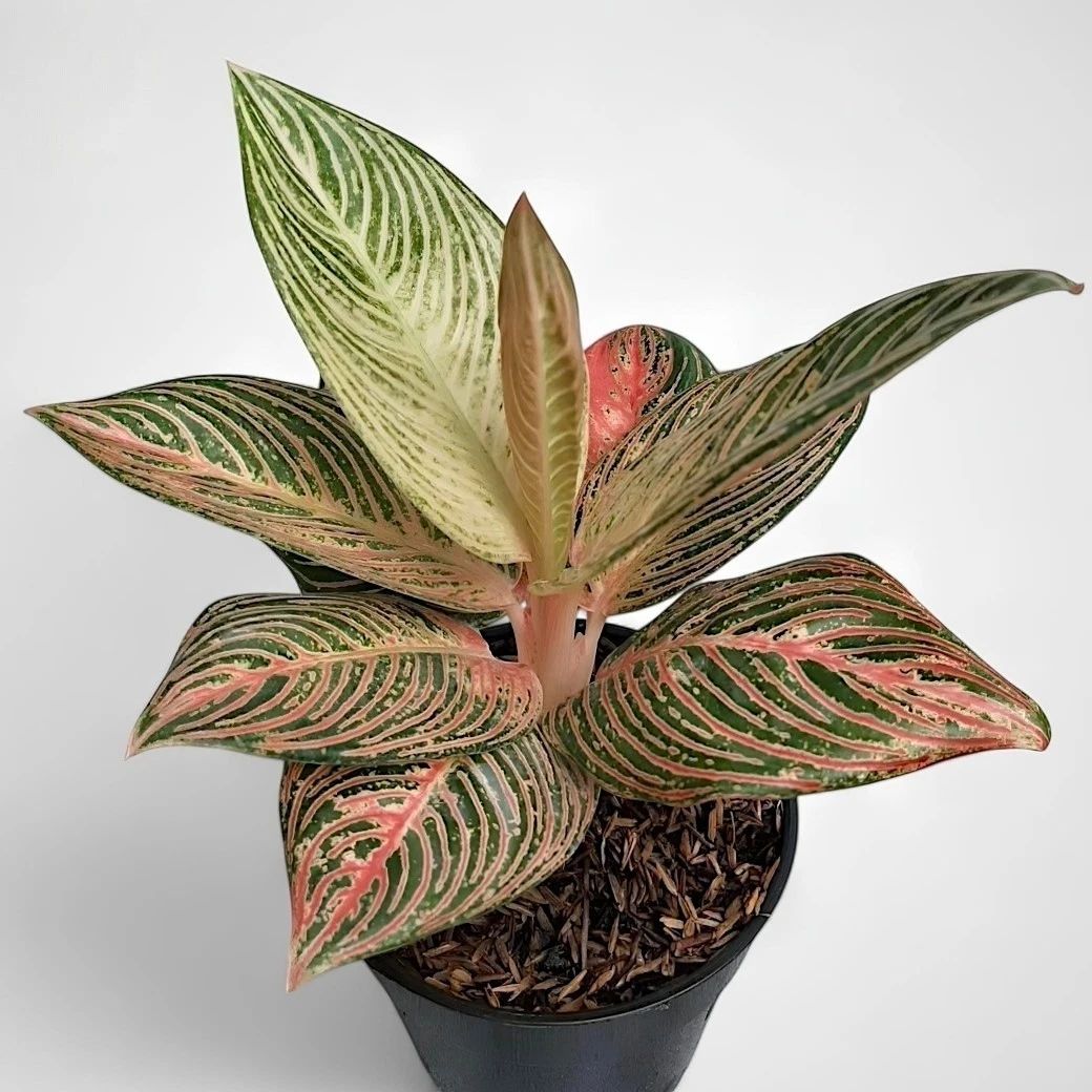 Aglaonema Golden Hope – einzigartige tropische Zimmerpflanze