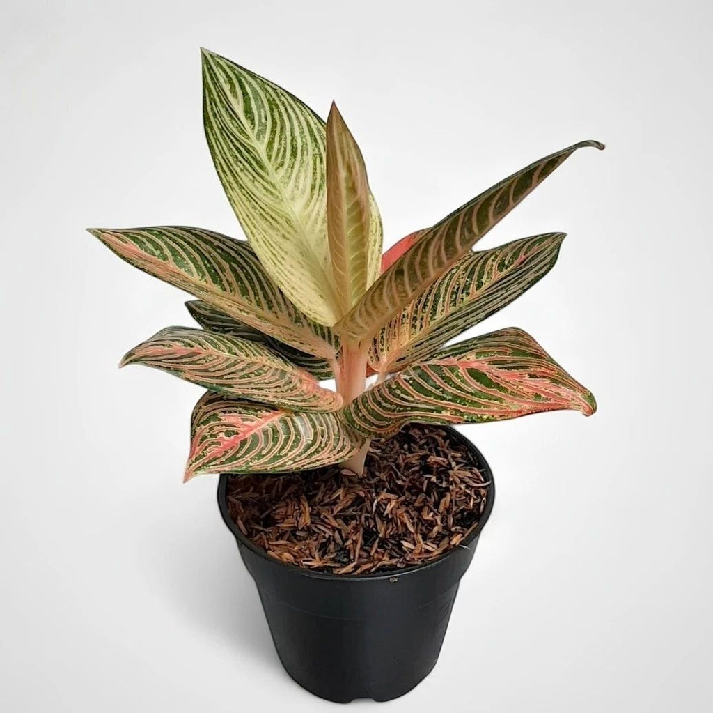 Aglaonema Golden Hope – einzigartige tropische Zimmerpflanze