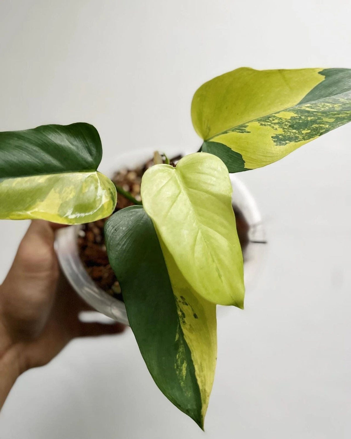 Philodendron Bipennifolium Variegata – seltene panaschierte Pflanze