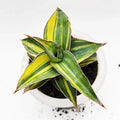 Sansevieria Kimayo Variegata – seltener, einzigartiger Bogenhanf als Zimmerpflanze