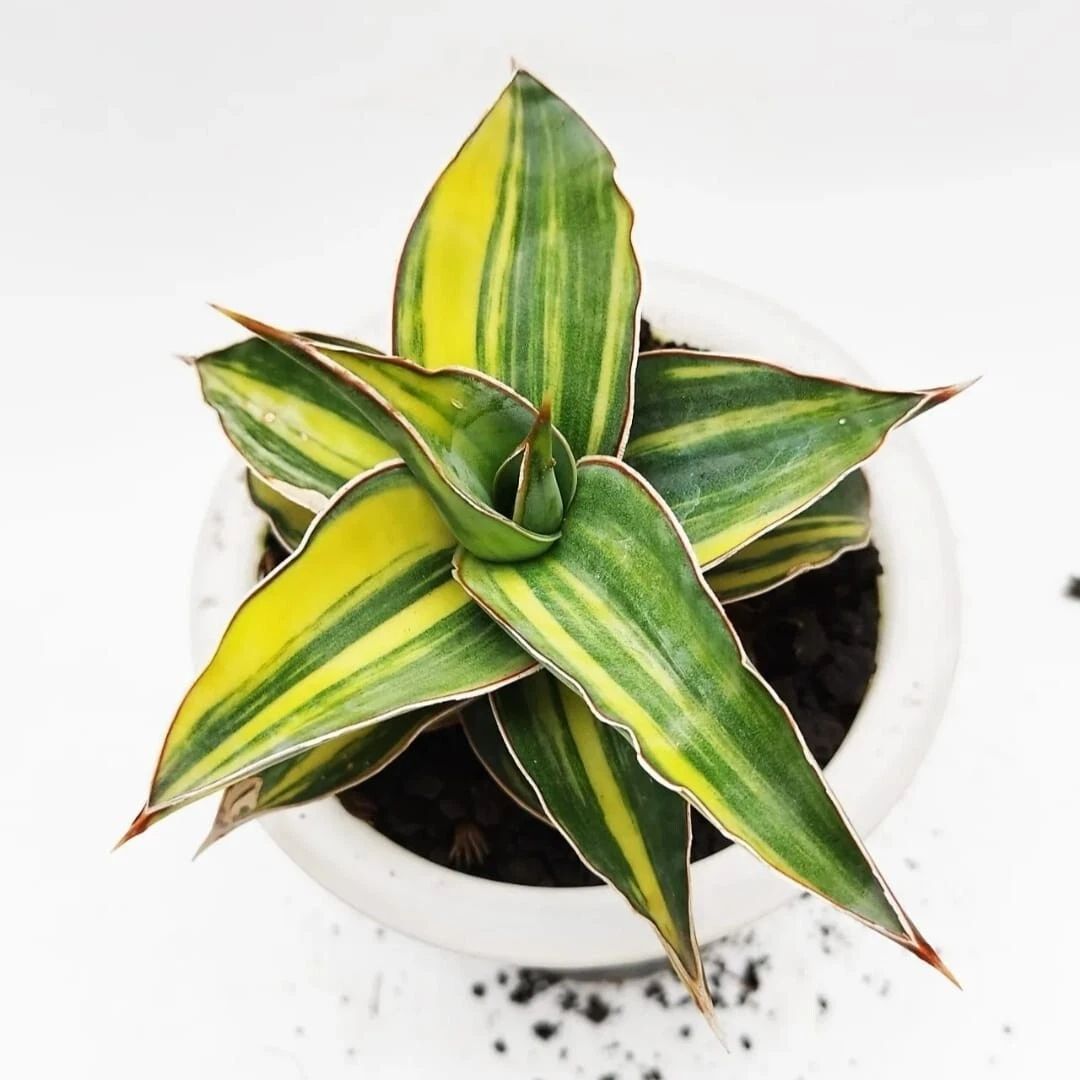 Sansevieria Kimayo Variegata – seltener, einzigartiger Bogenhanf als Zimmerpflanze