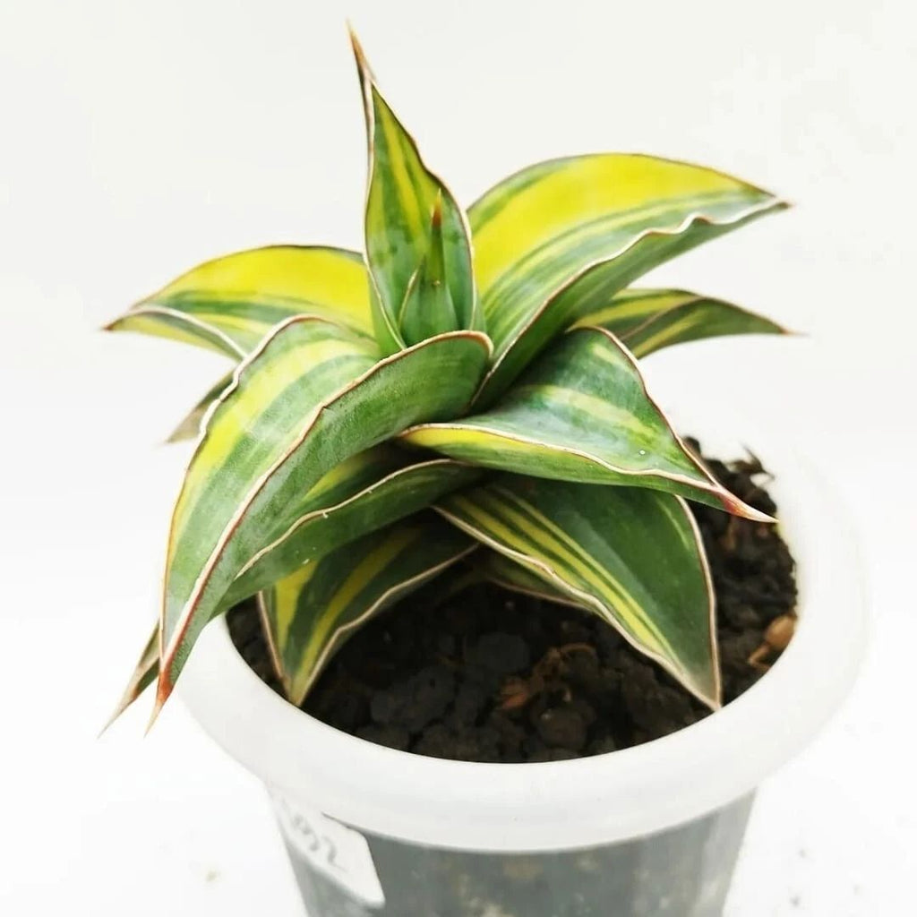 Sansevieria Kimayo Variegata – seltener, einzigartiger Bogenhanf als Zimmerpflanze