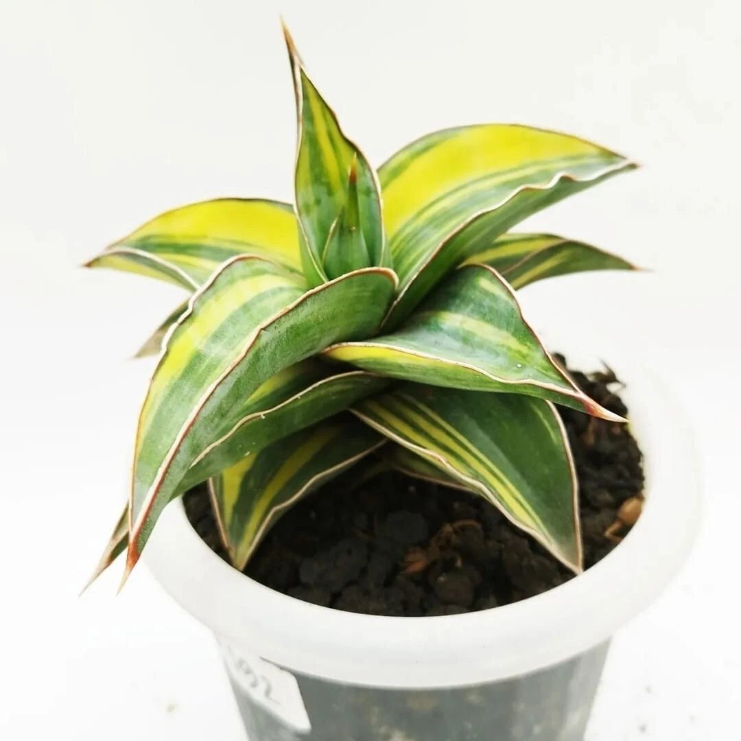 Sansevieria Kimayo Variegata – seltener, einzigartiger Bogenhanf als Zimmerpflanze