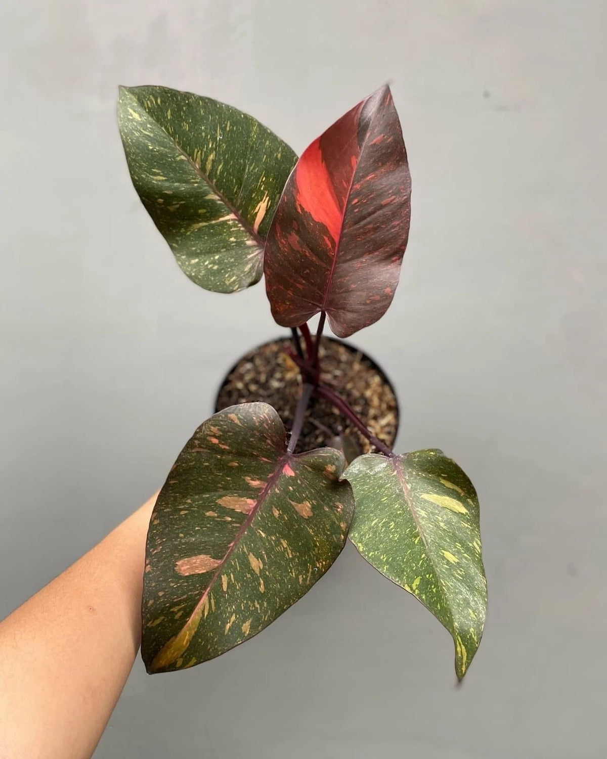 Philodendron Orange Princess Galaxy Variegata – seltene panaschierte Pflanze