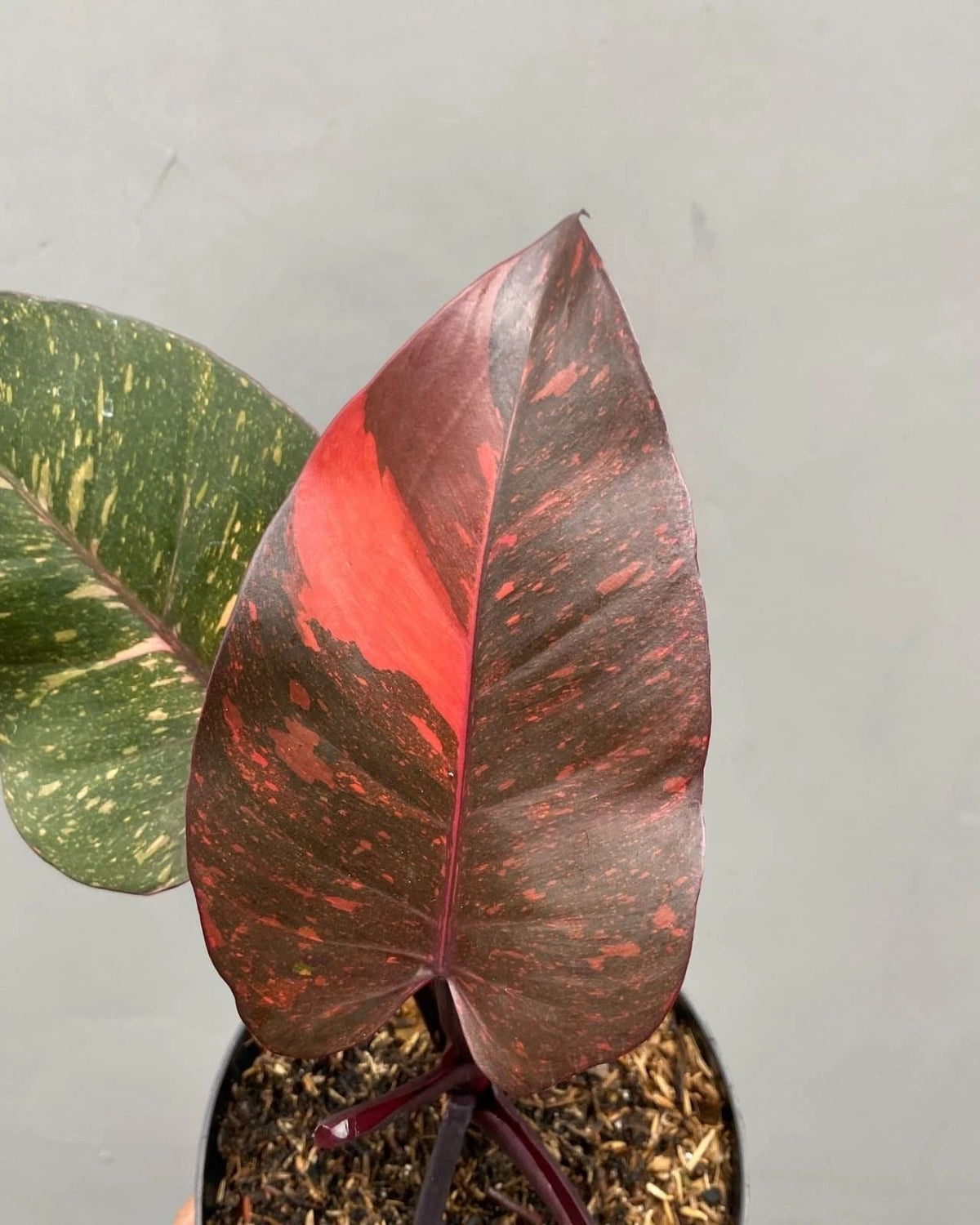 Philodendron Orange Princess Galaxy Variegata – seltene panaschierte Pflanze